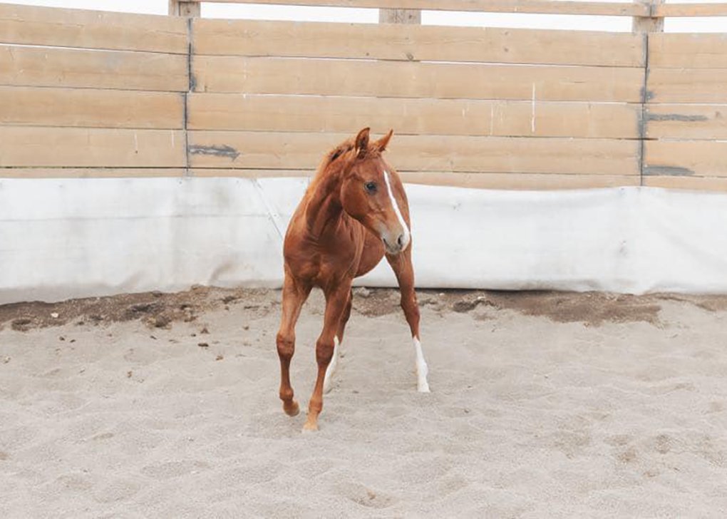 Chestnut Filly