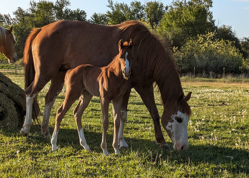 Chestnut Filly