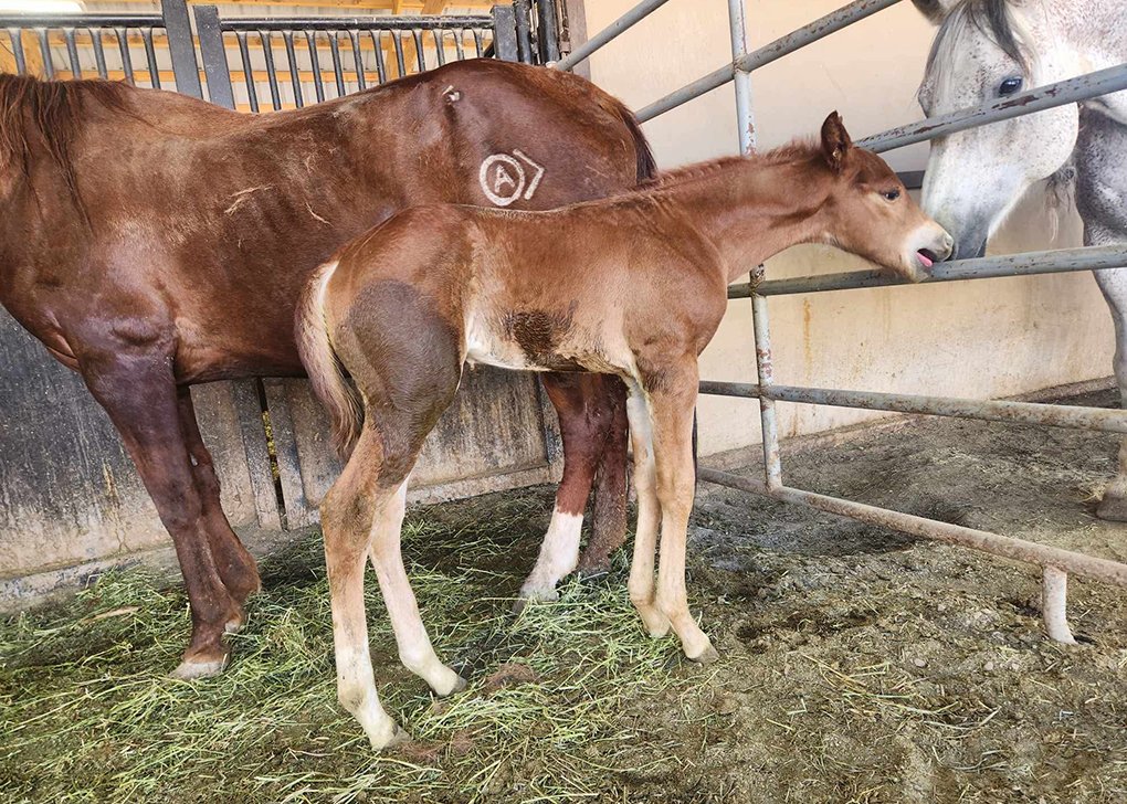 Chestnut Filly