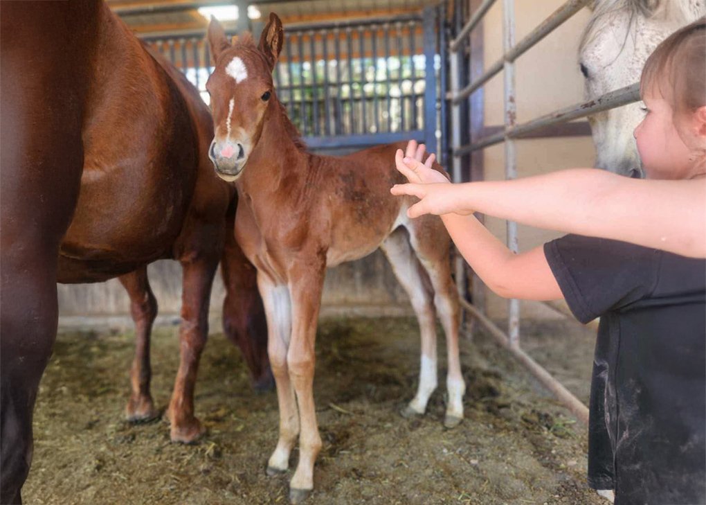 Chestnut Filly