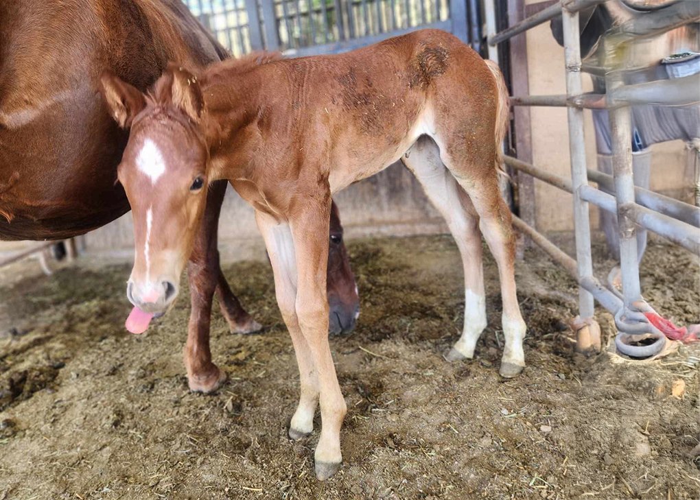 Chestnut Filly