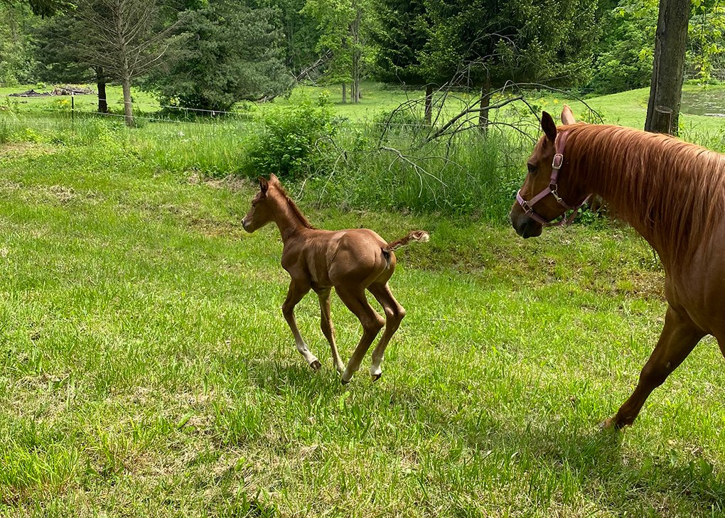 Chestnut Filly