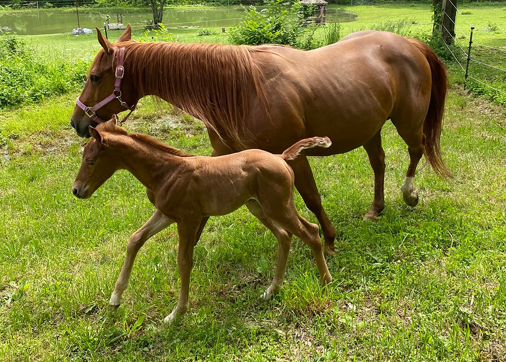 Chestnut Filly