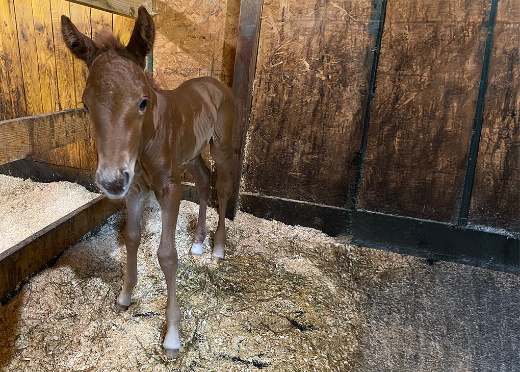 Chestnut Filly