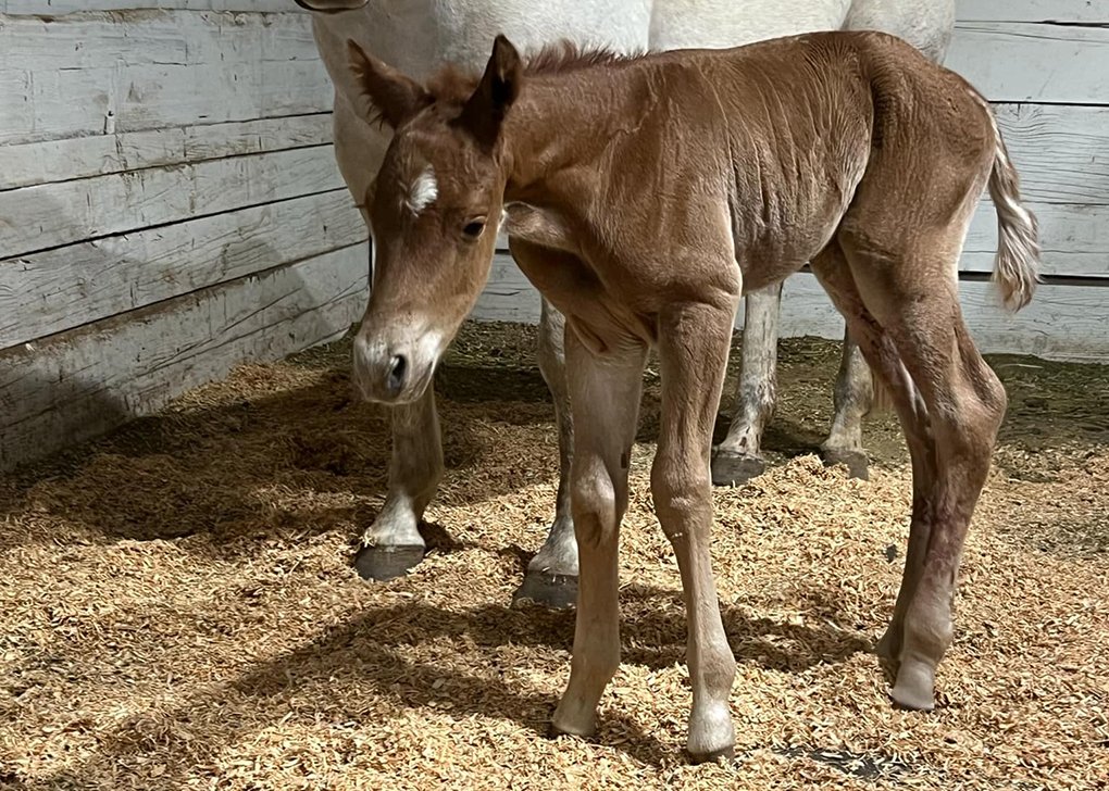 Chestnut Colt