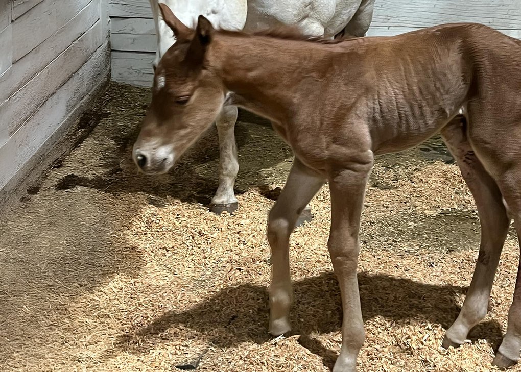 CHESTNUT COLT