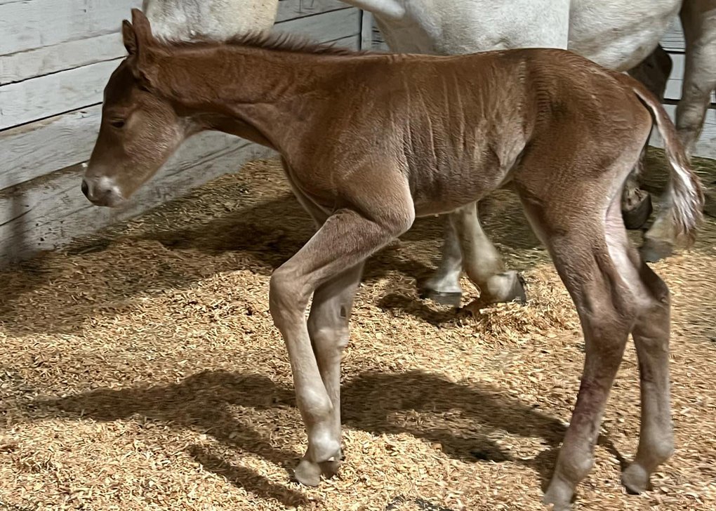 CHESTNUT COLT