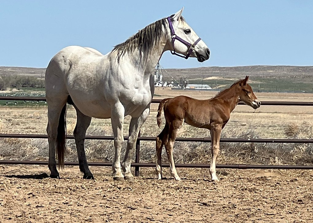 CHESTNUT COLT