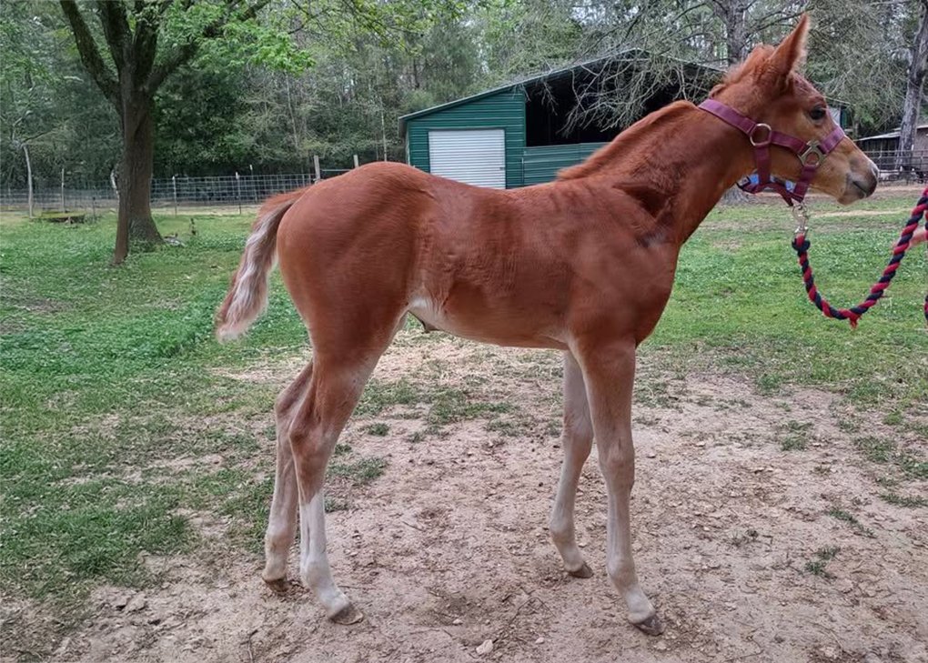 Chestnut Filly