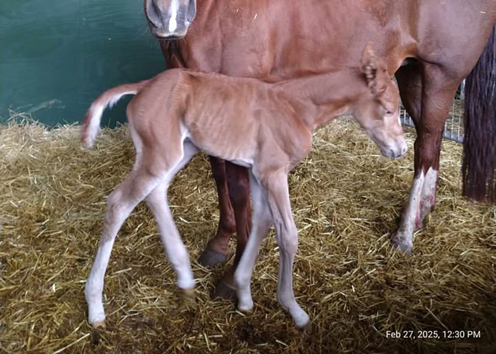 Chestnut Filly