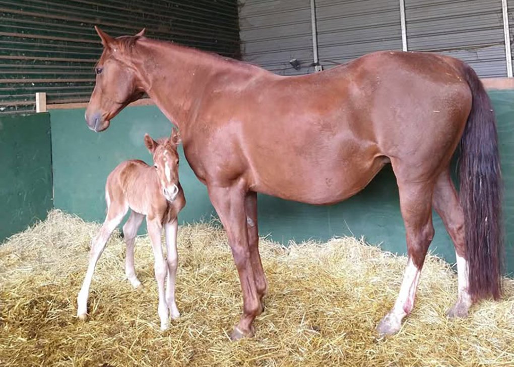 Chestnut Filly