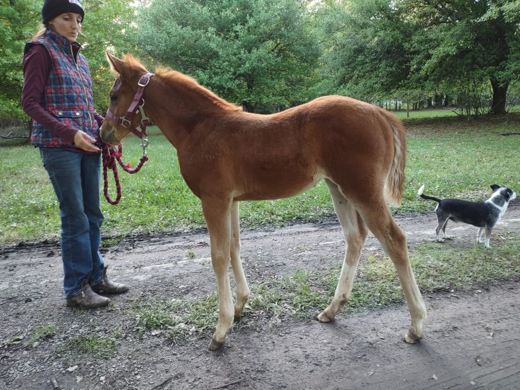 Chestnut Filly