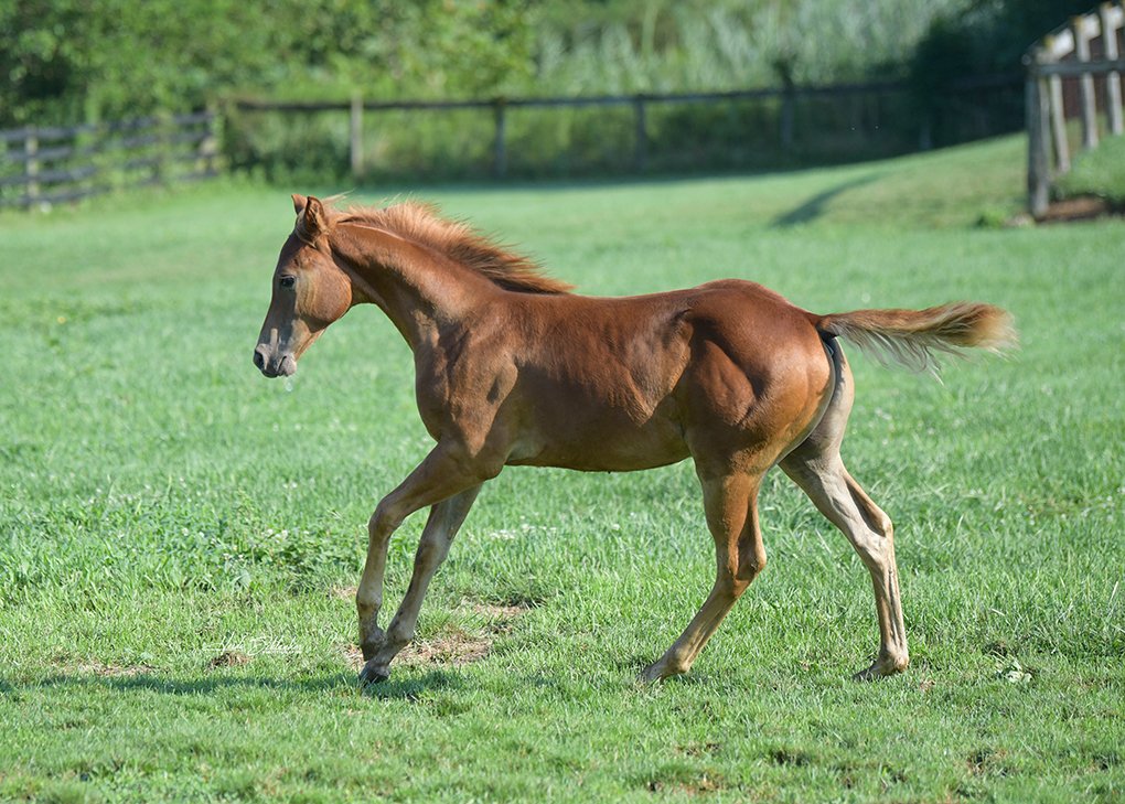 Chestnut Colt