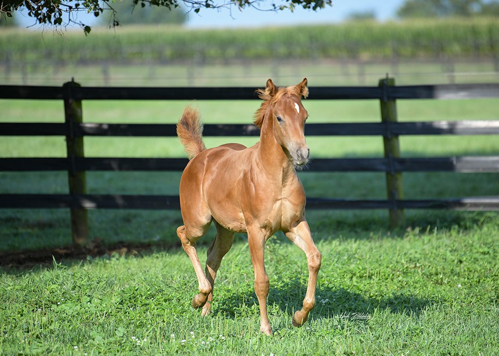 Chestnut Colt