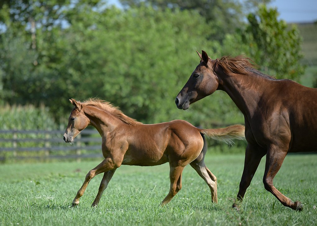 Chestnut Colt