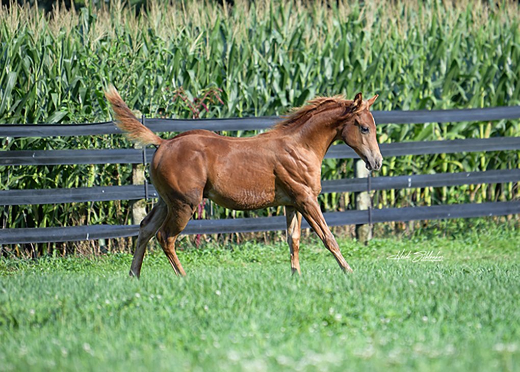Chestnut Colt