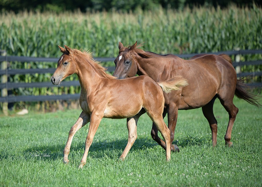 Chestnut Colt