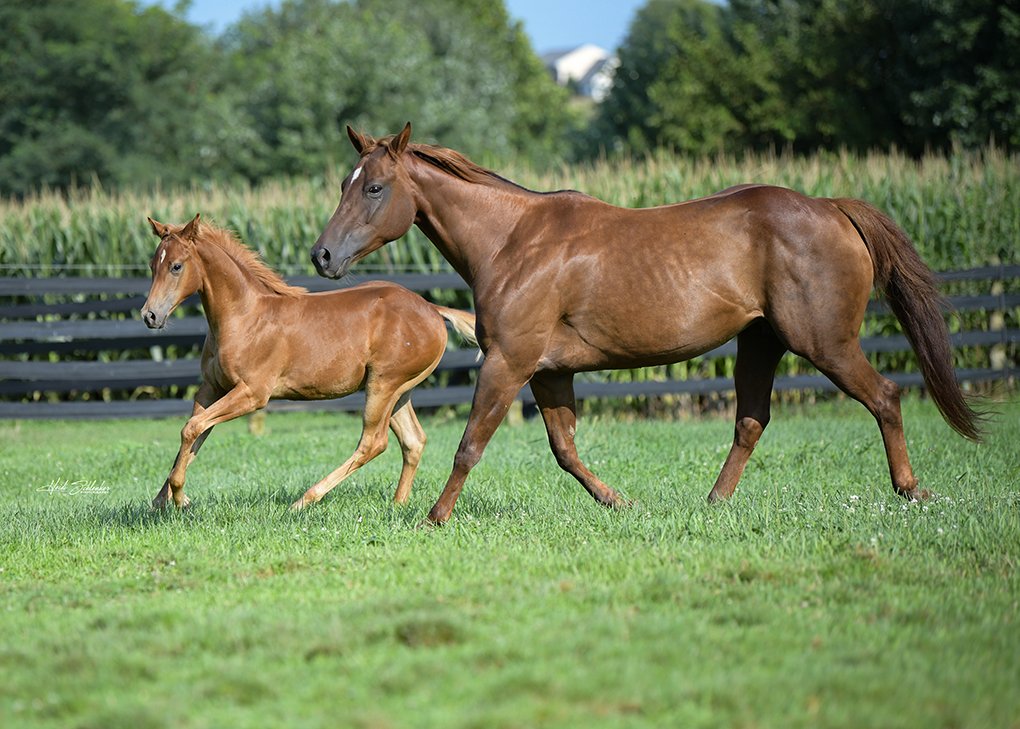 Chestnut Colt