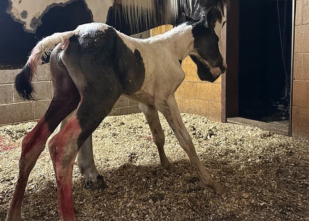 Black Tobiano Filly