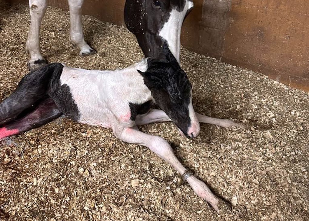 Black Tobiano filly