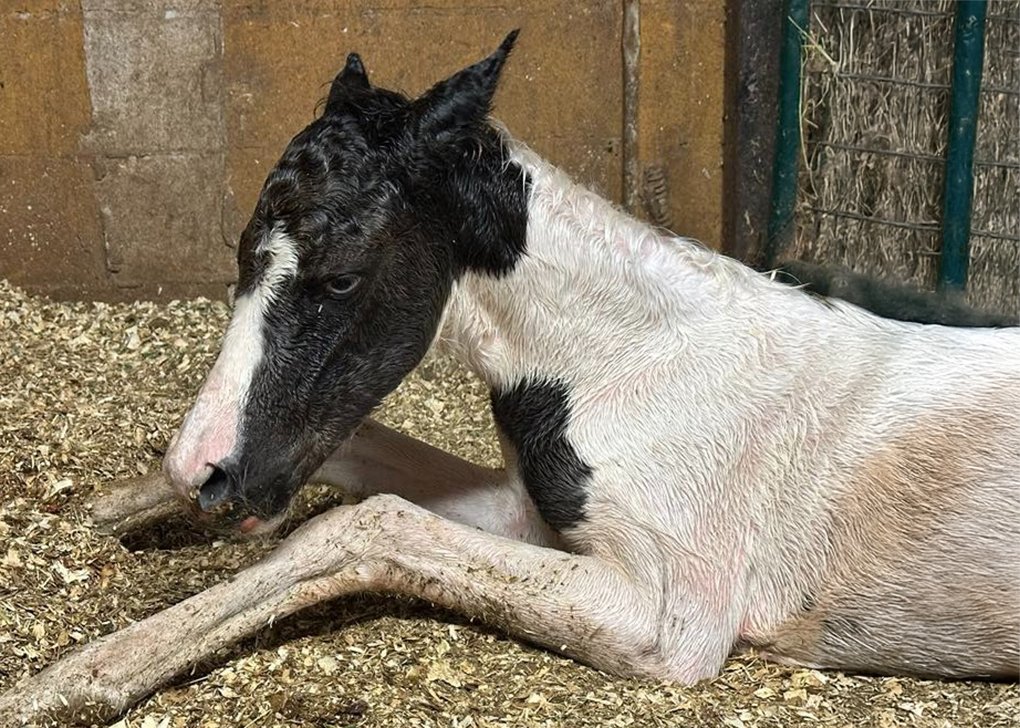 black Tobiano filly