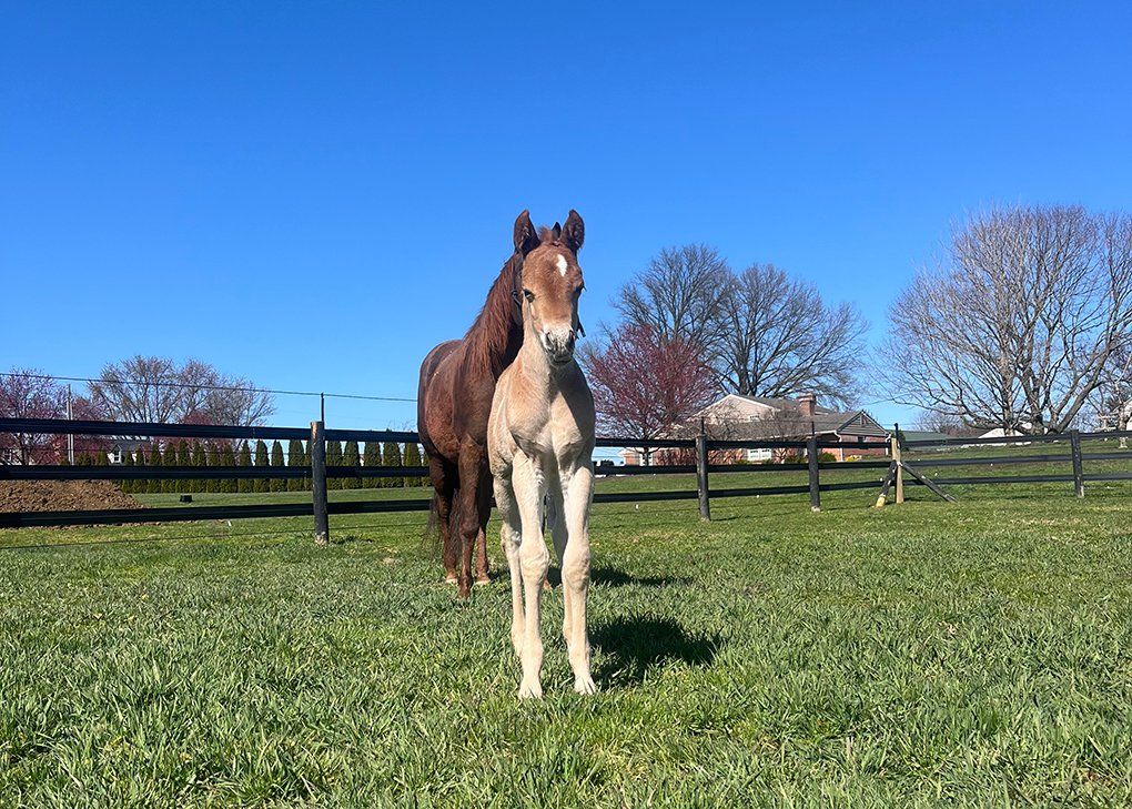 Chestnut Colt
