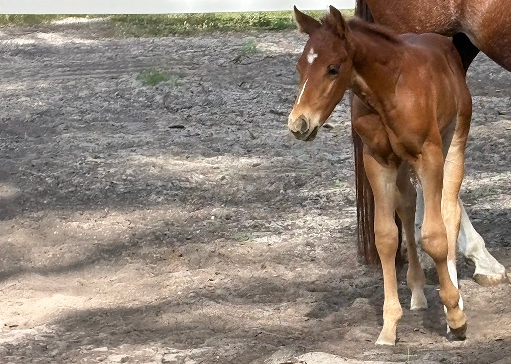 Chestnut Colt