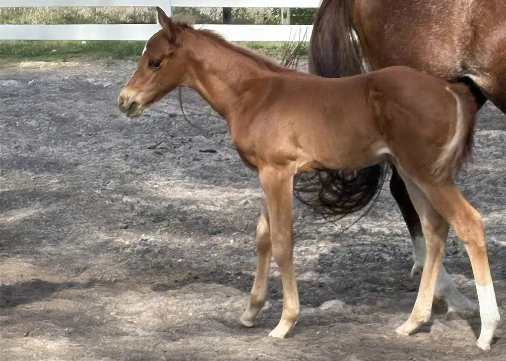 Chestnut Colt