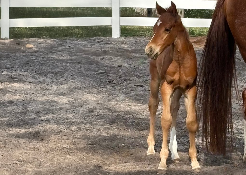 CHESTNUT COLT