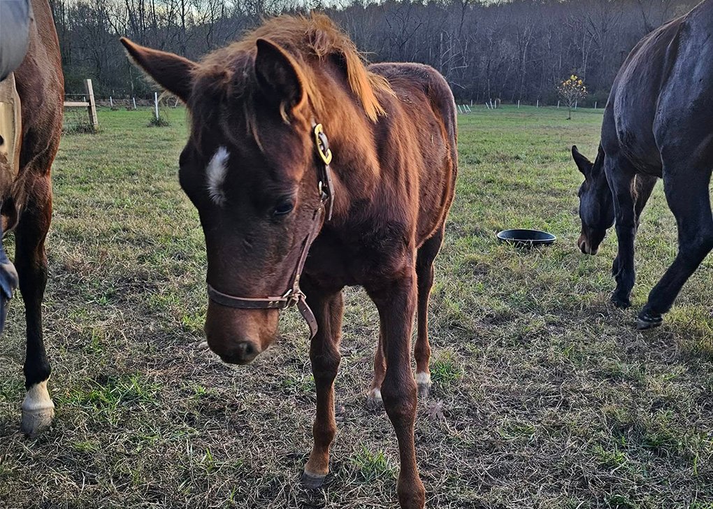 Chestnut Filly