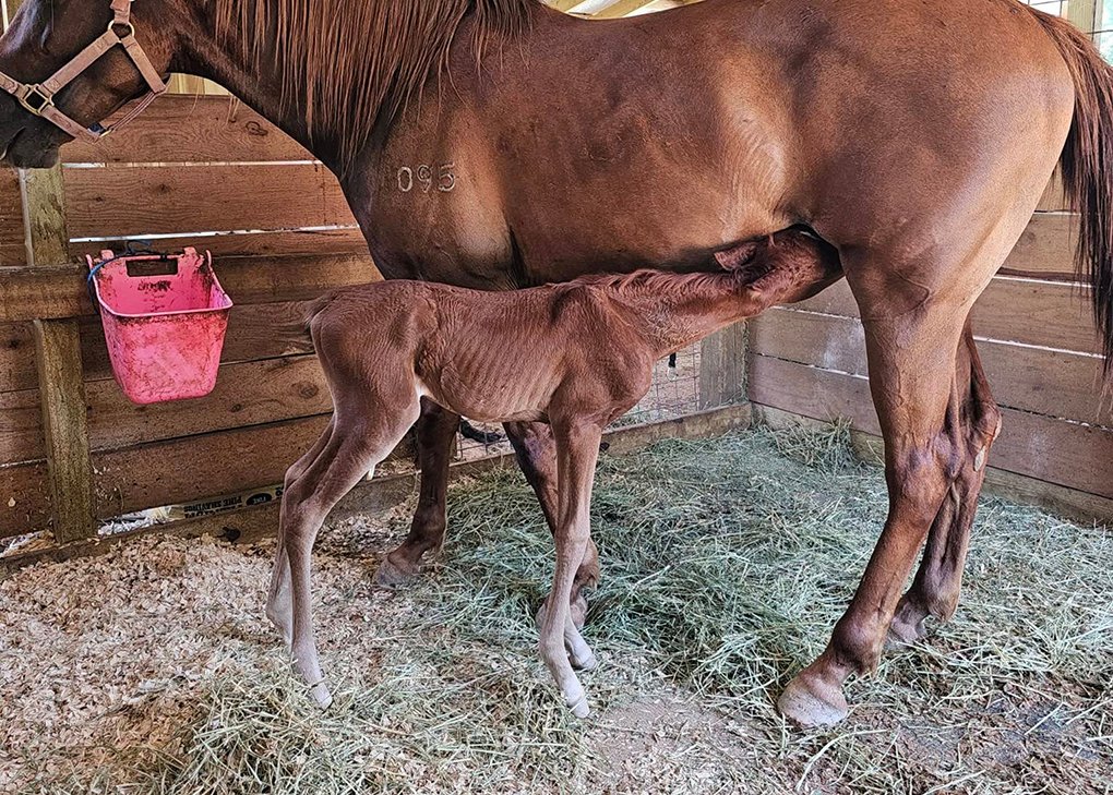 Chestnut Filly