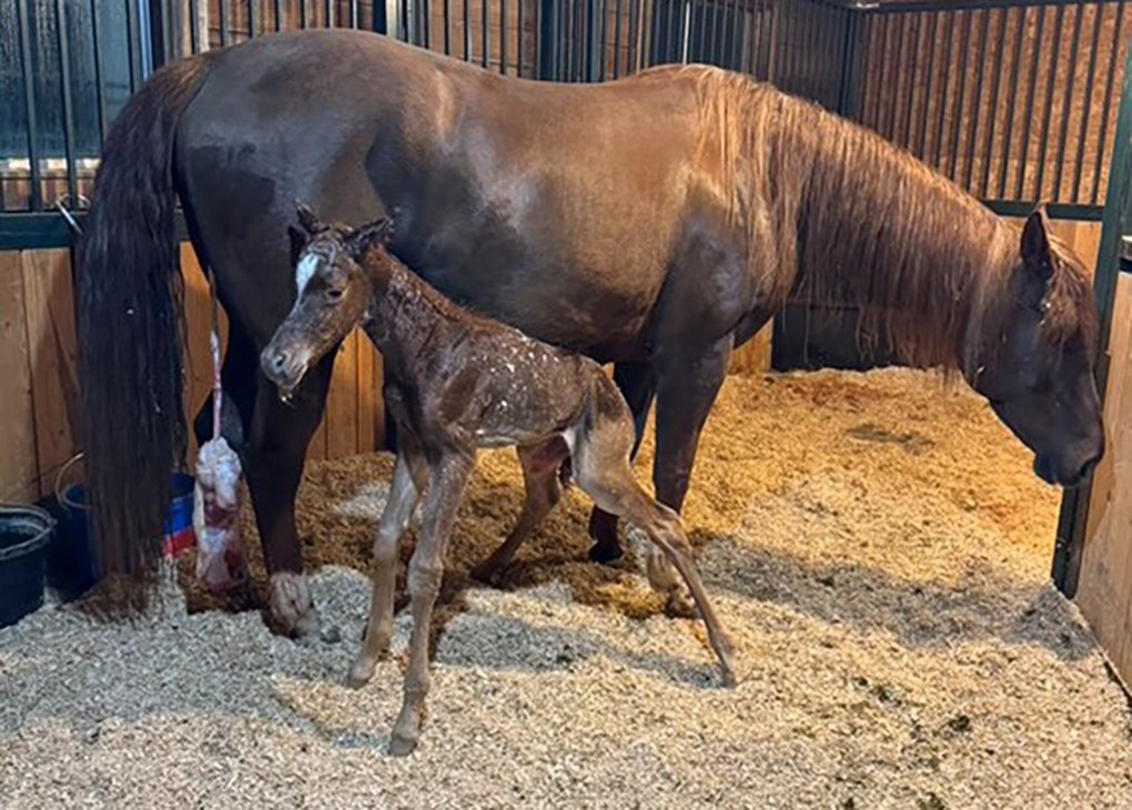 Chestnut Colt