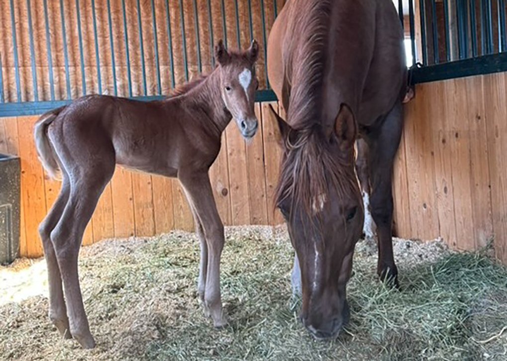 Chestnut Colt