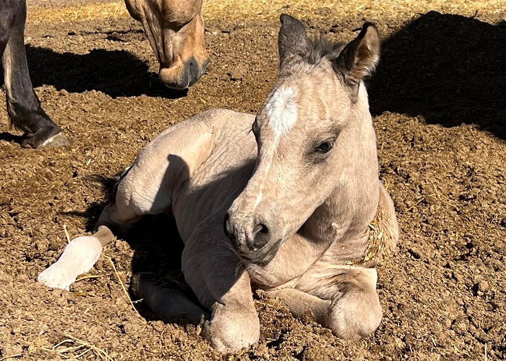 Buckskin Colt