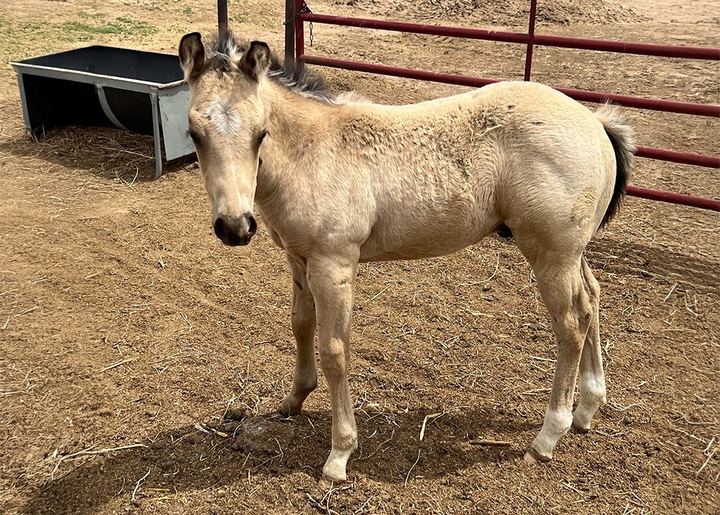 Buckskin Colt