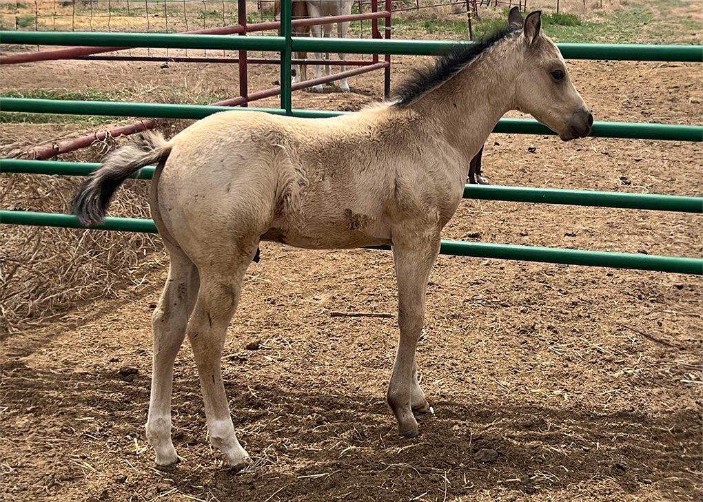 Buckskin Colt