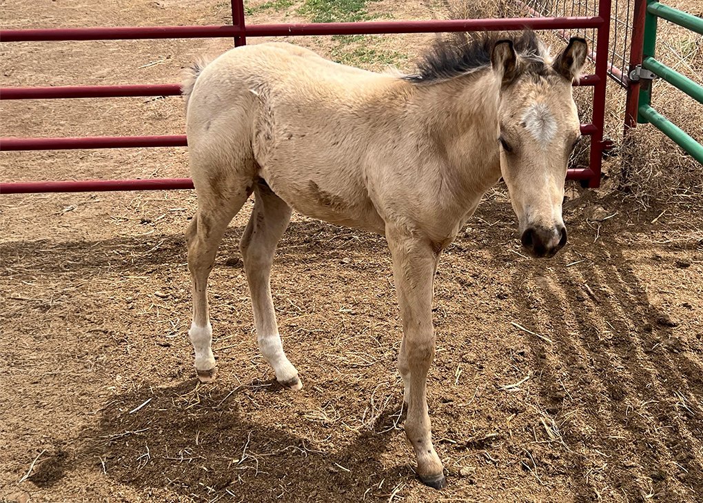Buckskin Colt