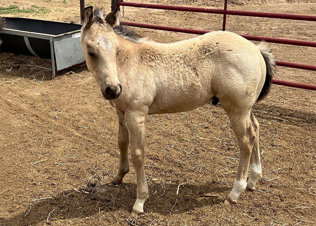 Buckskin Colt