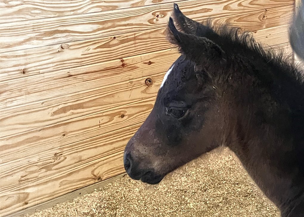 Bay Filly