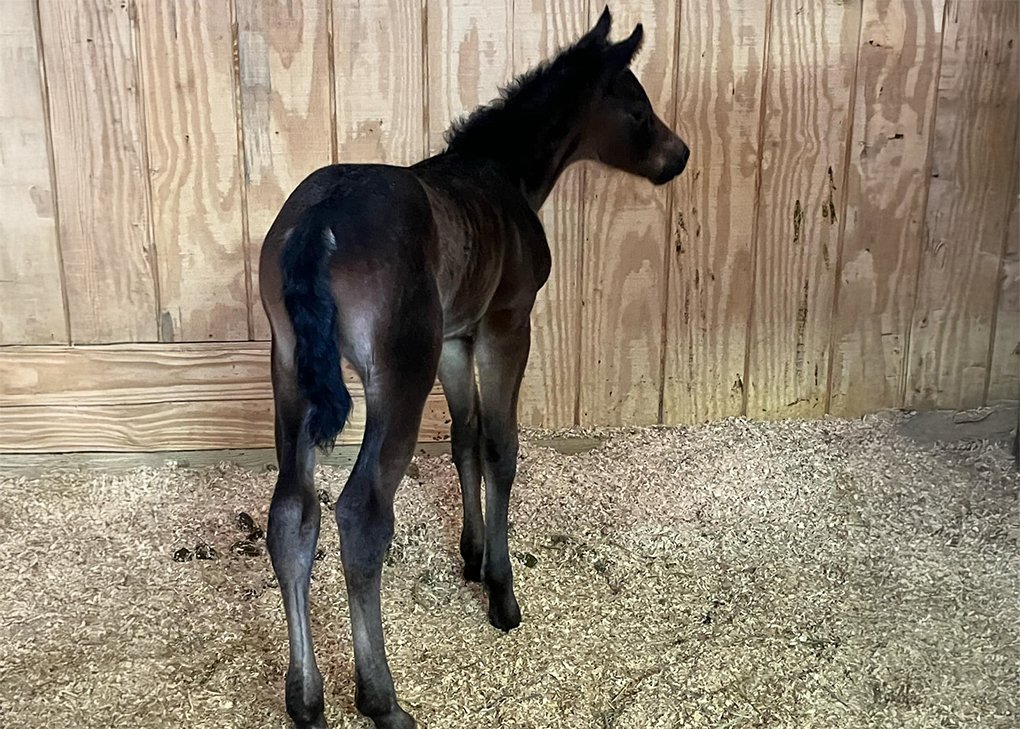 Bay Filly