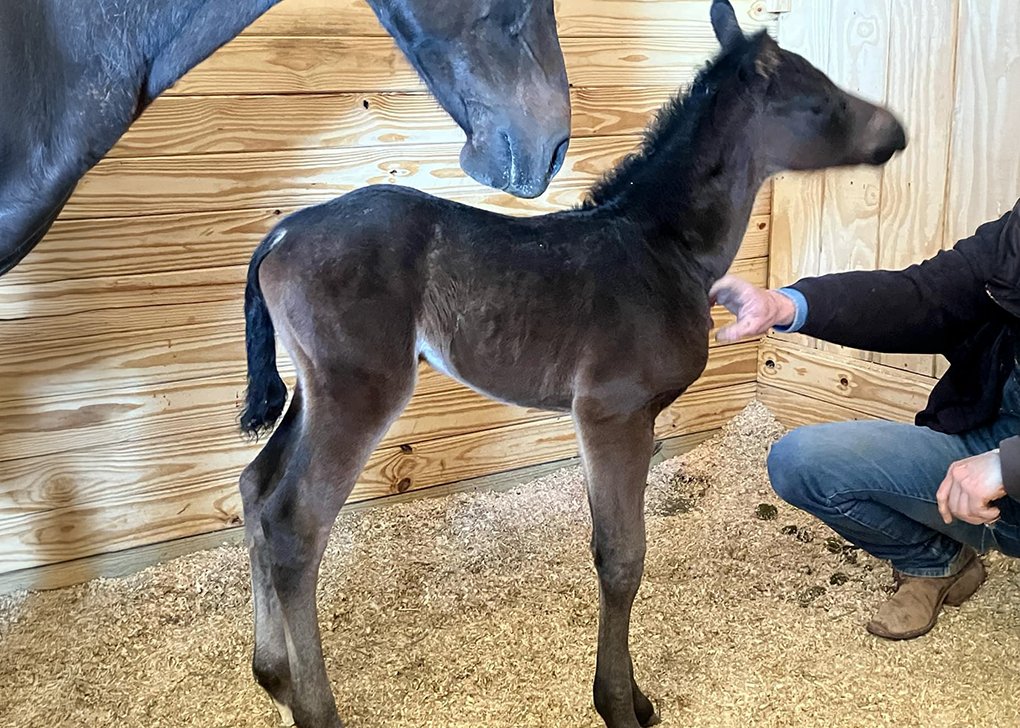 Bay Filly