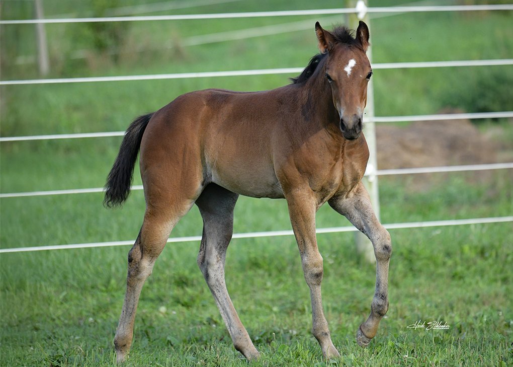 Bay Filly