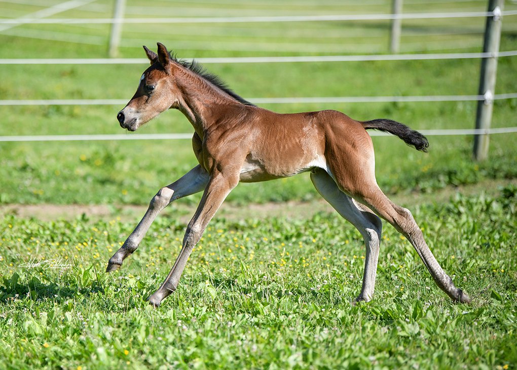 Bay Filly
