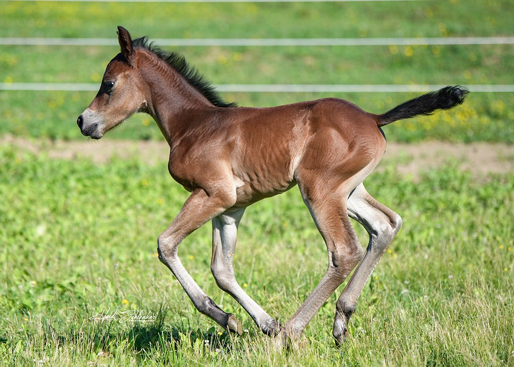 Bay Filly