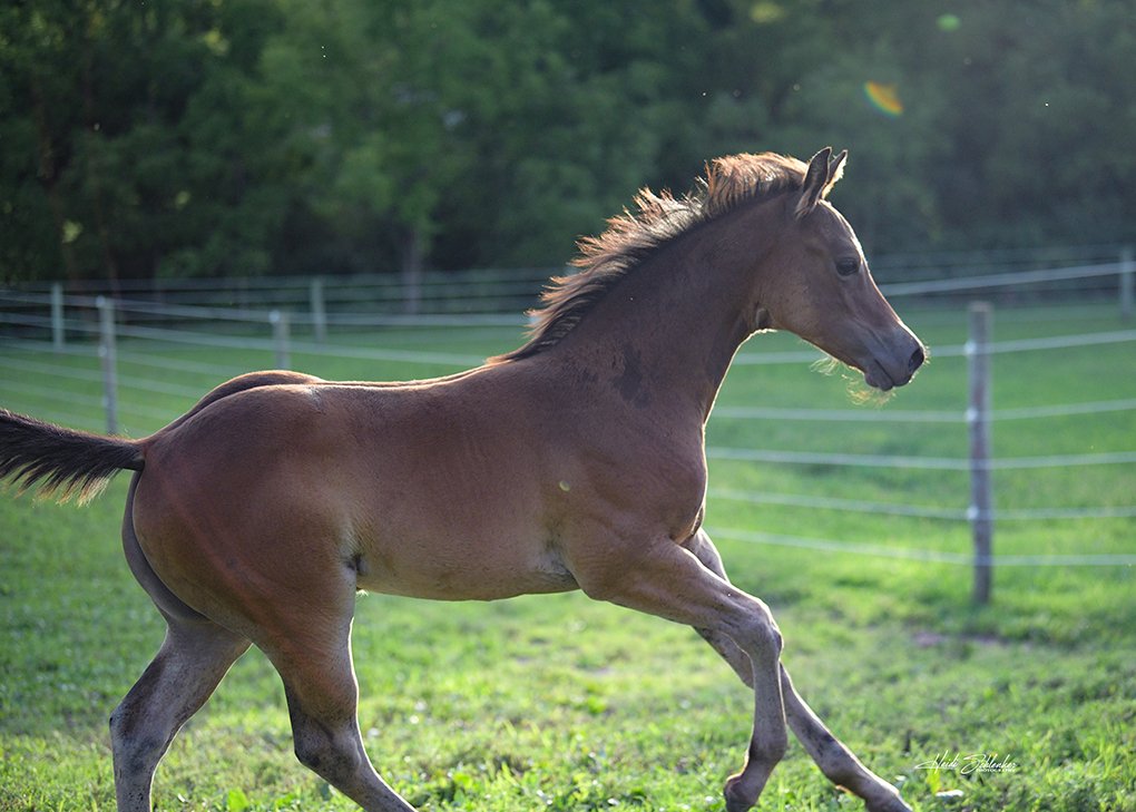 Bay Filly