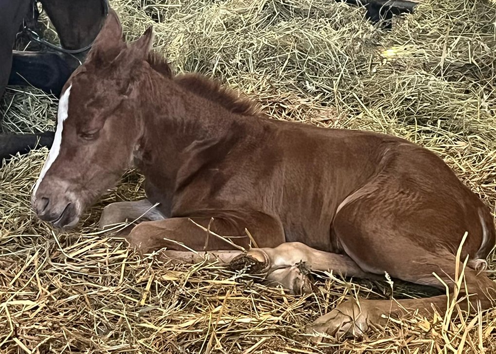 Chestnut Filly
