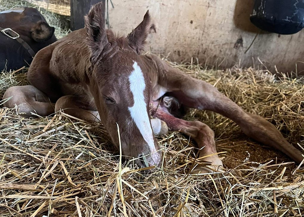 Chestnut Filly