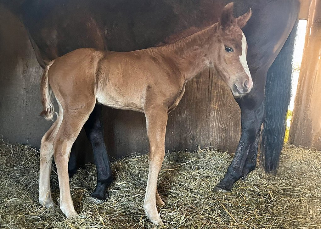 Chestnut Filly