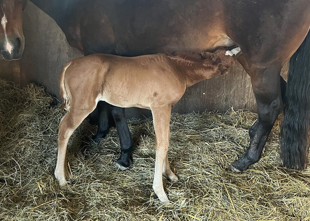 Chestnut Filly