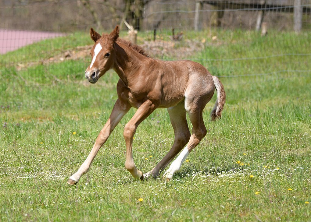 Red Roan Colt